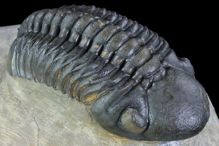 Reedops Trilobite - Beautiful Eye Detail #87466